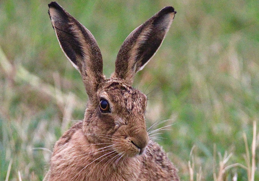 Discover the Healing Power of Rewilding with Heal Somerset